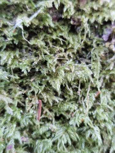 Pseudisothecium myosuroides observed 2026-09-23