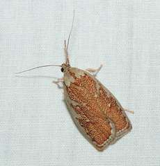 Euchaetis rhizobola