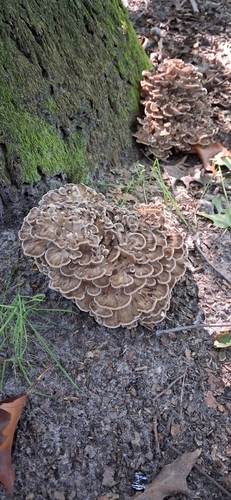 hen of the woods