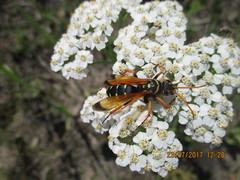 Parabatozonus lacerticida