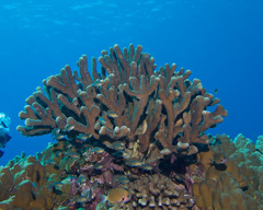 Pocillopora grandis