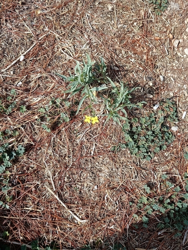 Perennial Wall-rocket