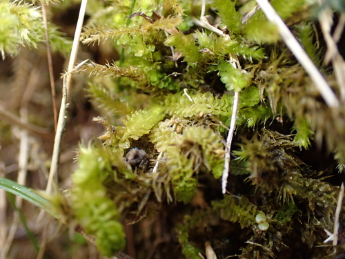 Trilophozia quinquedentata, 2026-09-26