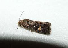 Paromphale caeca