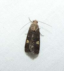 Paromphale caeca