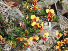 Dillwynia ramosissima