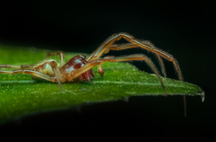 Phonognatha