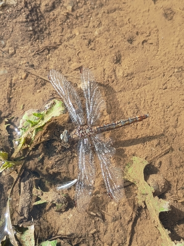 Southern Skimmer