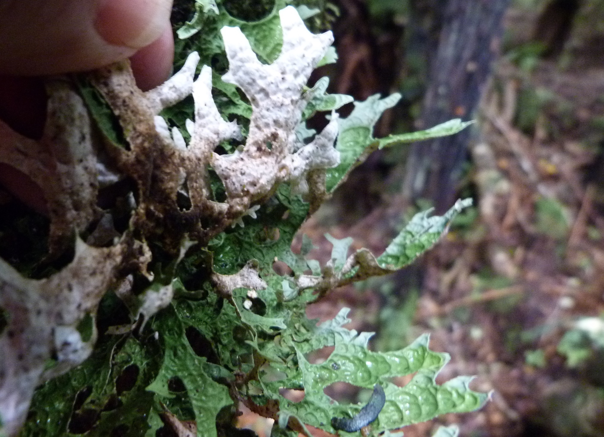 Pseudocyphellaria billardierei image