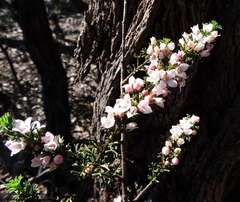 Cyanothamnus anemonifolius anemonifolius