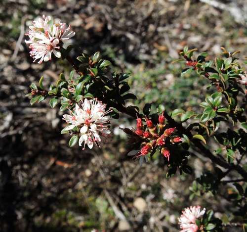 Image of Leionema lamprophyllum by (c) Cathy Powers, some rights reserved (CC BY)