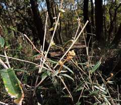 Astrotricha ledifolia