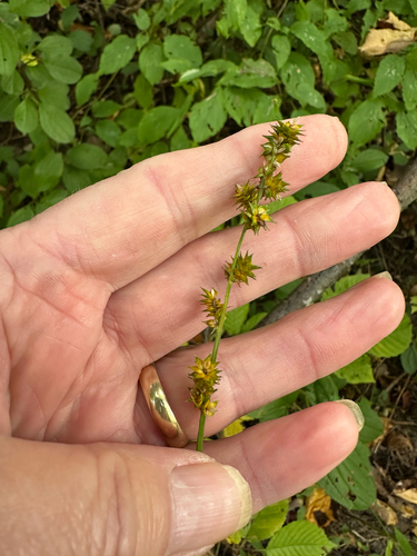 Carex sparganioides, 2026-09-28
