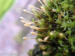 Ulota coarctata