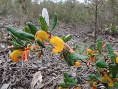 Grevillea chrysophaea