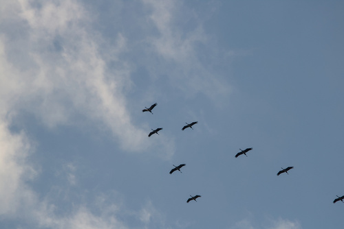 Common Crane