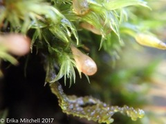 Ulota coarctata