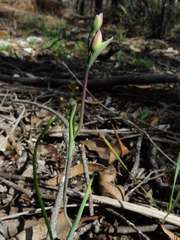 Thelymitra flexuosa