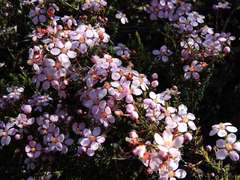 Euryomyrtus ramosissima ramosissima