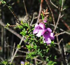 Prostanthera decussata