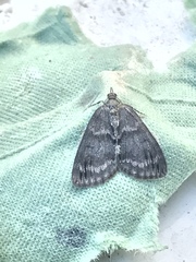 Hydriomena impluviata