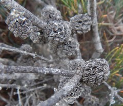 Allocasuarina pusilla