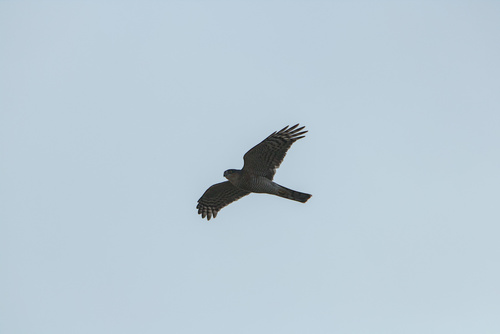 Eurasian Sparrowhawk