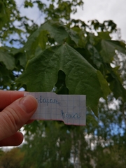 Acer platanoides