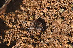 Euclidia ardita