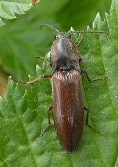 Acteniceromorphus volitans