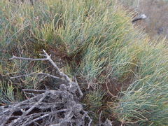Allocasuarina pusilla