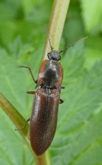 Acteniceromorphus volitans