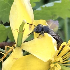 Lasioglossum sexnotatum