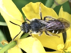 Lasioglossum sexnotatum