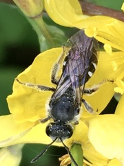 Lasioglossum sexnotatum