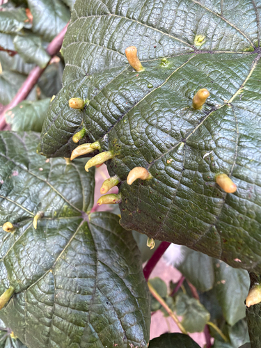 Red Nail Gall Mite