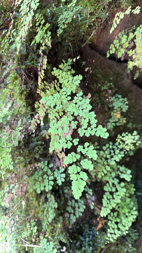 Adiantum raddianum observed 2026-09-20