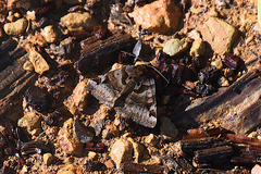 Euclidia ardita