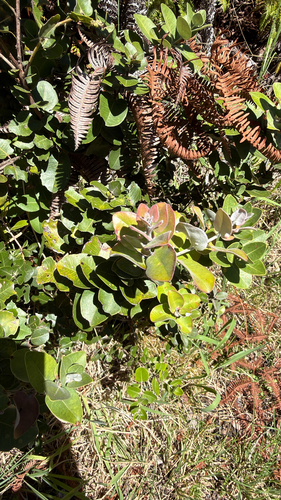 Metrosideros polymorpha observed 2026-09-20
