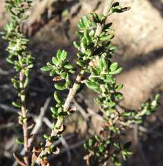 Olearia minor