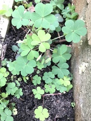 Oxalis exilis