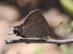 Jalmenus pseudictinus