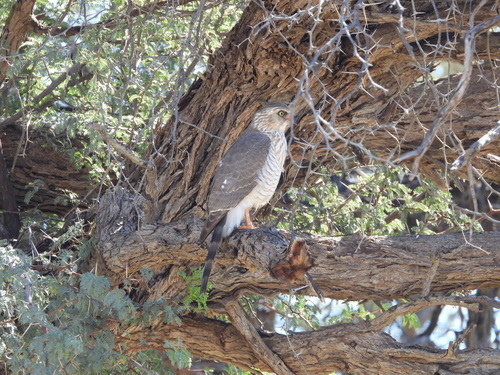iNaturalist image