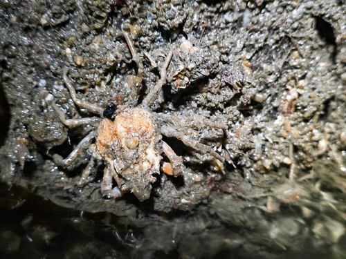 Pacific Lyre Crab