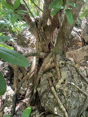Ficus prolixa