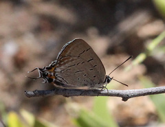 Jalmenus pseudictinus