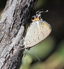 Jalmenus pseudictinus