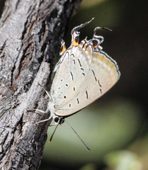 Jalmenus pseudictinus