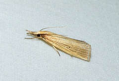 Calamotropha delatalis