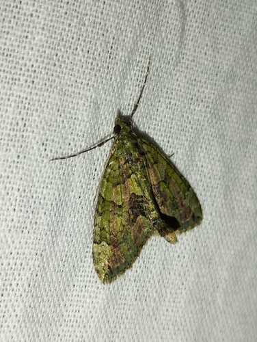 Red-green Carpet